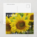 Suche nach sonnenblume staat postkarten Kansas