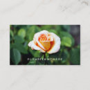 Suche nach orange rose Jede person