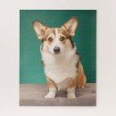 Suche nach corgi puzzle Welpe
