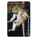 Suche nach nicht meine affen magnete Lustig