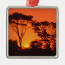 Suche nach baum silhouette ornamente Sonnenuntergang