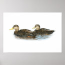 Suche nach schwarze ente poster Enten