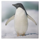 Suche nach pinguin fliesen Wild lebende tiere