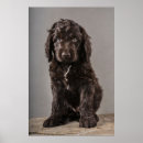 Suche nach cockapoo poster Welpe