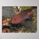 Suche nach belize poster Fotografie