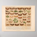 Suche nach schmetterlinge und motten poster Insekten