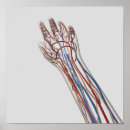 Suche nach arterien Physiologie