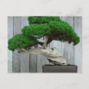 Suche nach bonsai postkarten Alt