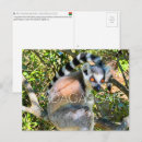 Suche nach lemur postkarten Madagaskar