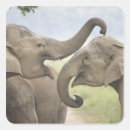 Suche nach asiatischer elefant aufkleber Indien