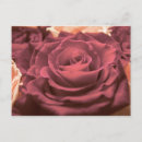 Suche nach vintage rote rose postkarten Romantisch