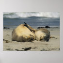 Suche nach zuneigung poster Tier