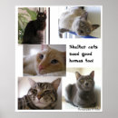 Suche nach russisches blau poster Haustiere