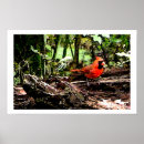 Suche nach cardinal poster Red