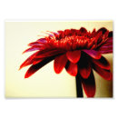 Suche nach roter gerbera kunst Fotografie