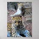 Suche nach großkatzen poster Tiere