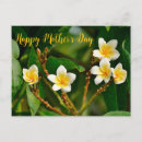 Suche nach frangipani postkarten Plumeria
