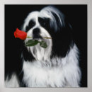 Suche nach shih tzu hunde poster Hundeliebhaber