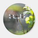Suche nach libellen magnete Jede person