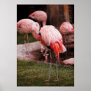 Suche nach mühe poster Tier