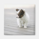 Suche nach papillon magnete Tiere
