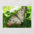 Suche nach tropischer schmetterling postkarten Blume