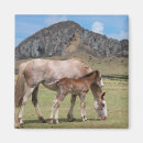 Suche nach mare magnete Ranch