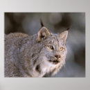 Suche nach felis poster Wild