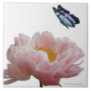 Suche nach pfingstrose fliesen Rosa