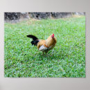 Suche nach hennen poster Huhn
