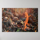 Suche nach salamander poster Natur