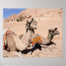 Suche nach kamele poster Herde