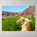 Suche nach alpaca poster Südamerika
