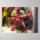 Suche nach rote fische poster Tropisch