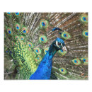 Suche nach pfau foto poster Farbiger vogel
