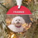 Suche nach bichon frise ornamente Tiere