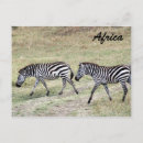 Suche nach gestreifte postkarten Afrika