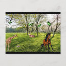 Suche nach wilde tiere postkarten Giraffe