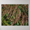 Suche nach gras poster Botanisch