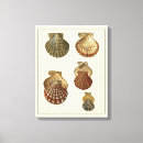Suche nach seashells poster leinwandbilder Denis diderot