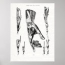 Suche nach anatomy poster Vintage