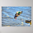 Suche nach männliche ente poster Vögel