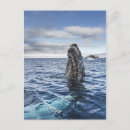 Suche nach buckel postkarten Meer