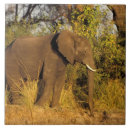 Suche nach afrikanischer elefant fliesen Fauna