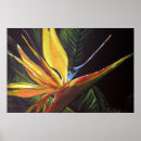 Suche nach paradiesvogel poster Mit blumen
