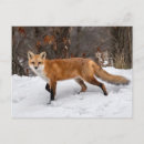 Suche nach fuchs foto postkarten Schnee