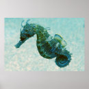 Suche nach seepferd poster Ozean