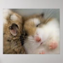 Suche nach niedliche hamster poster Nagetiere