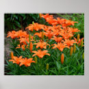 Suche nach orange lilien poster Jede person