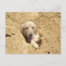 Suche nach lustiger labrador postkarten Retriever